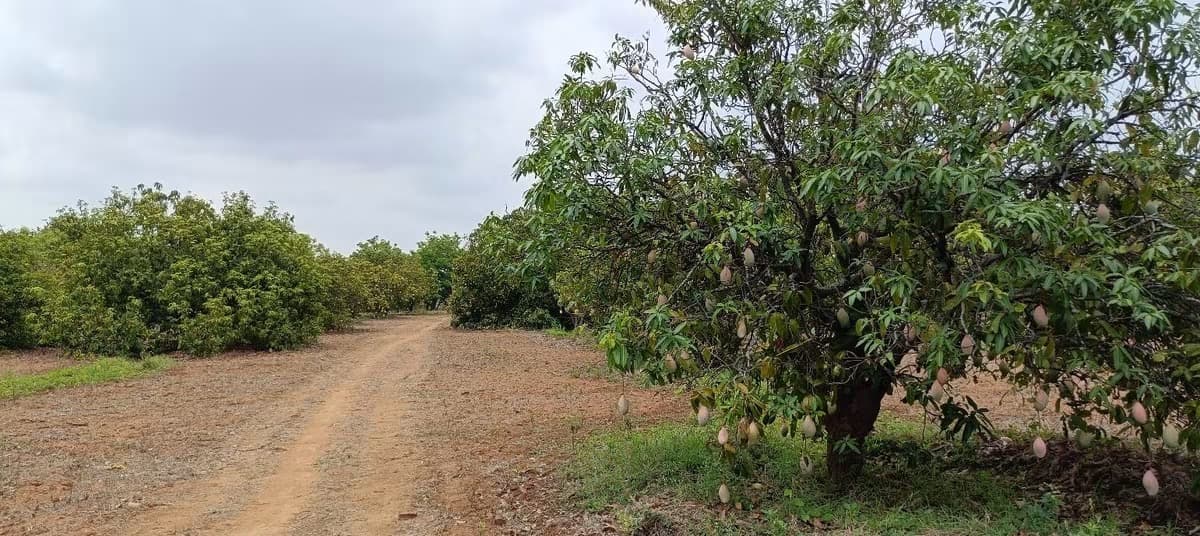 Large Agricultural land sale in Hindupur