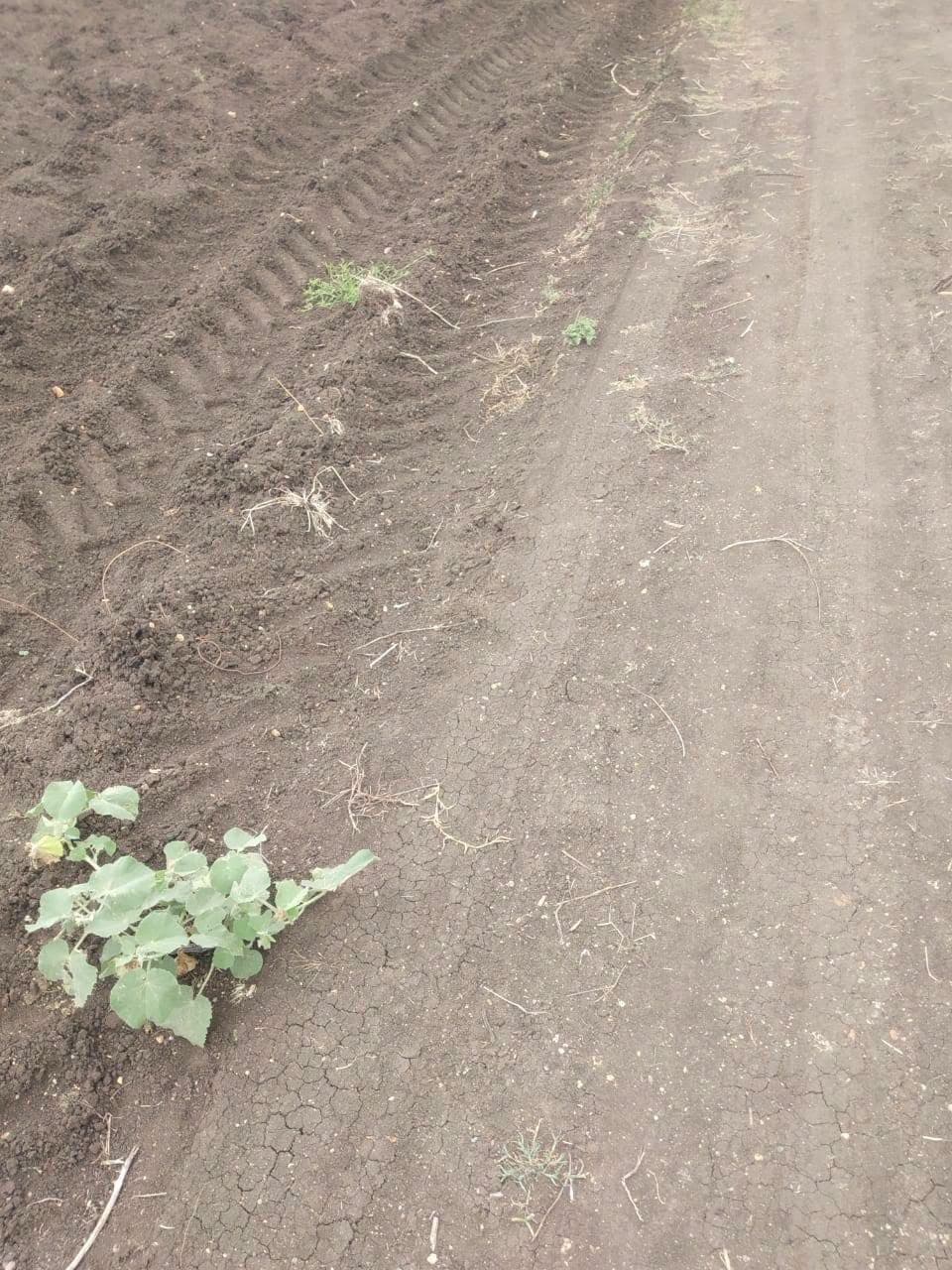 Prime Agricultural Land for Sale in Hiriyur