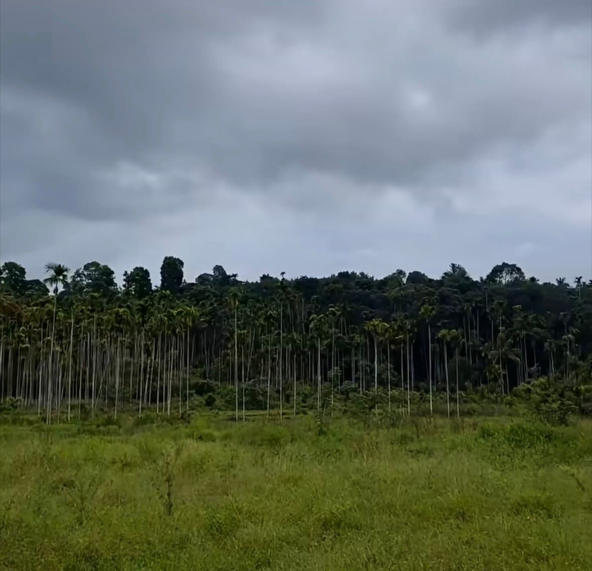 1.5 Acre Wetland for Sale – Naikuppa, Near Nadavayal,Wayanad,Kerala.